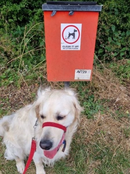 Dog waste bins in the village